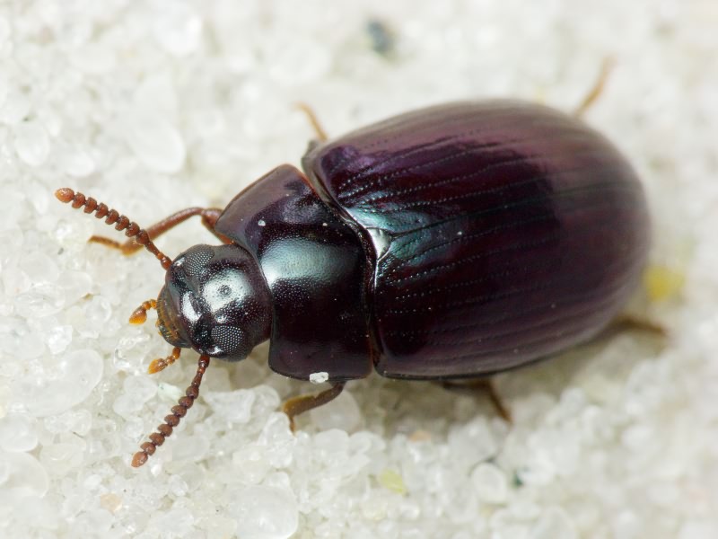 Platydema violaceum (Fabricius, 1790)